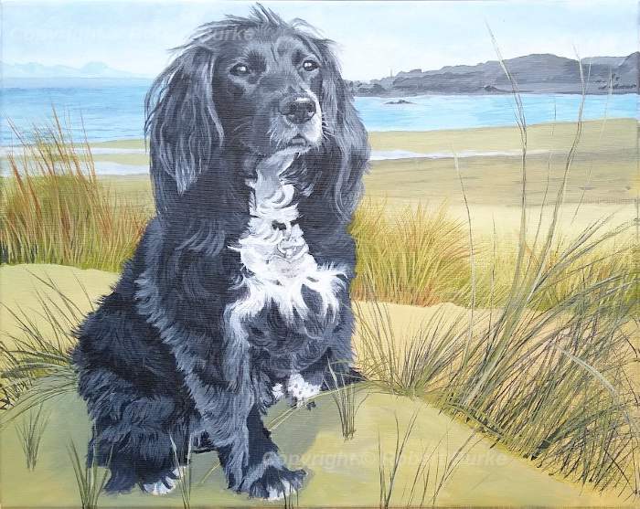 Robert Burke - Portraits & Art - Dotty my Sprocker Spaniel Pet portrait - Acrylic on Canvas
