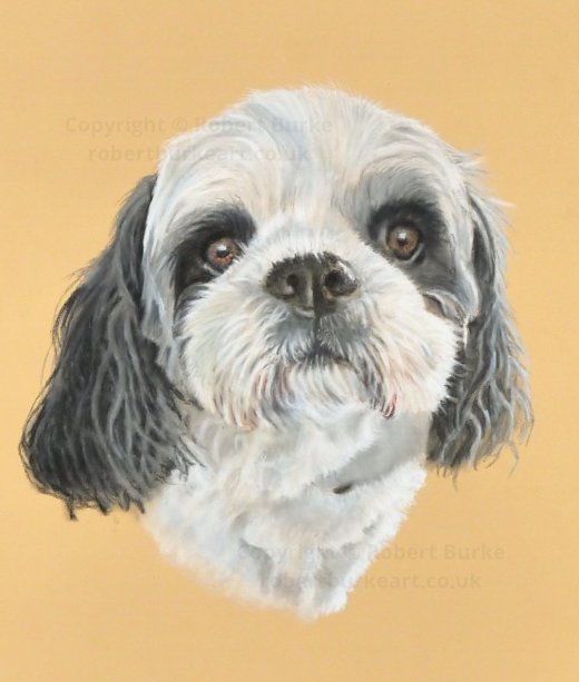 Robert Burke - Portraits & Art - Recent commissions of Rigby the Shitzoo