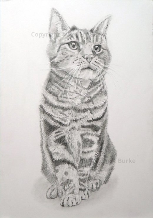 Robert Burke - Portraits & Art - Recent commissions of Toby the Cat